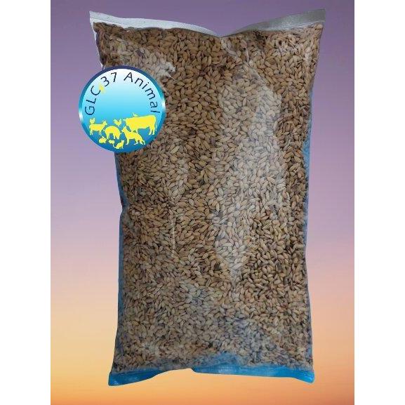 33og- 1 Kg Gabah Bangkok / Lampung / Bulat Kecil Bersih Siap Pakai