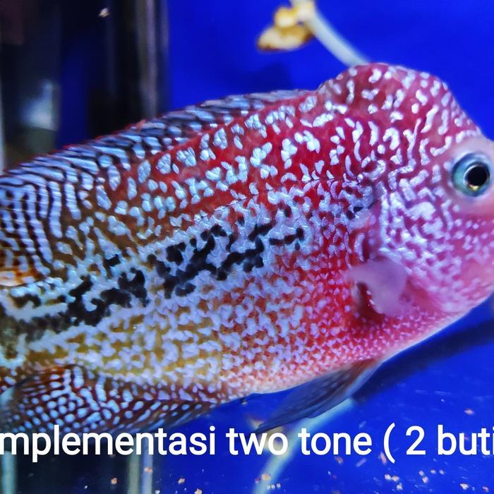 Pelet Jahat Black Level 2 Ikan Louhan Lohan Ukuran 100Gr Merah Kontes