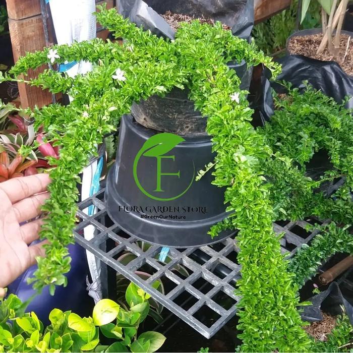TANAMAN HIAS DURANTA ERECTA - POHON BONASI - DURANTA/SINYO NAKAL