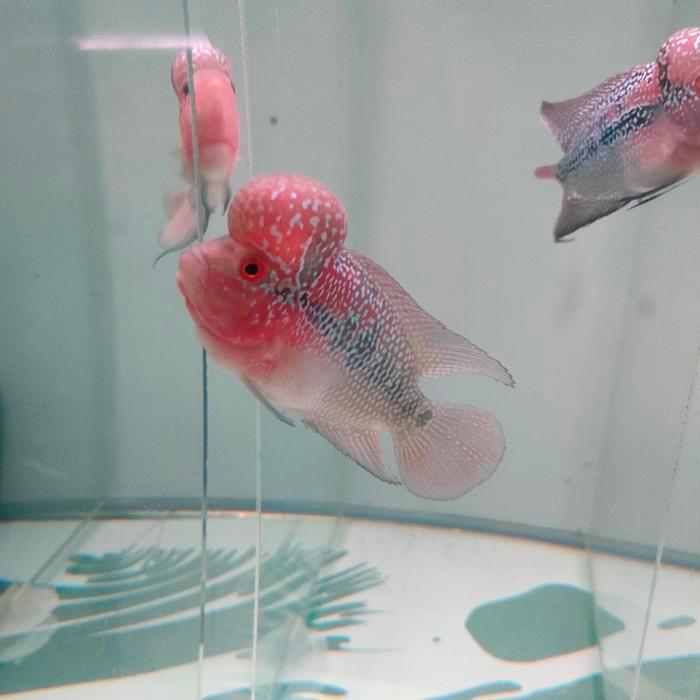 Ikan Lohan Srd Ukuran 10Cm Terbaru 