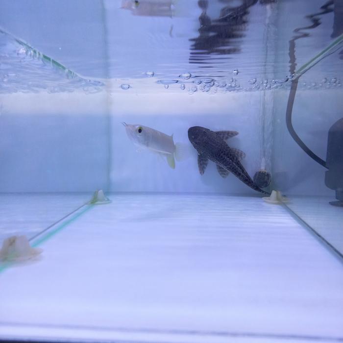 Arwana Green Pino 8-10 Cm. Sertifikat Lengkap. Real Pict. Terbaru 