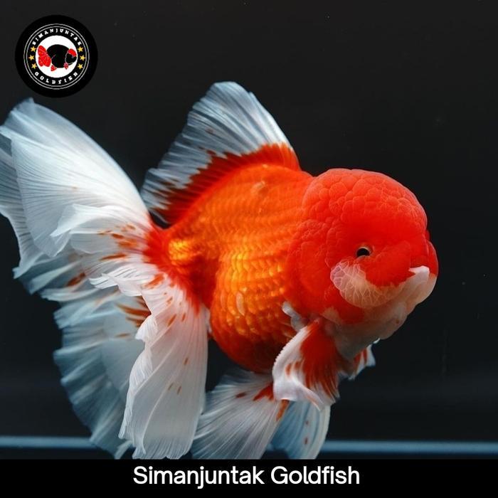 Oranda Short Body Ikan Mas Koki Oranda Short Body Terbaru 