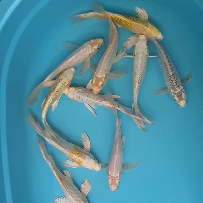 Terbaru Paket Ikan Koi Blitar Kumpay 10 Ekor
