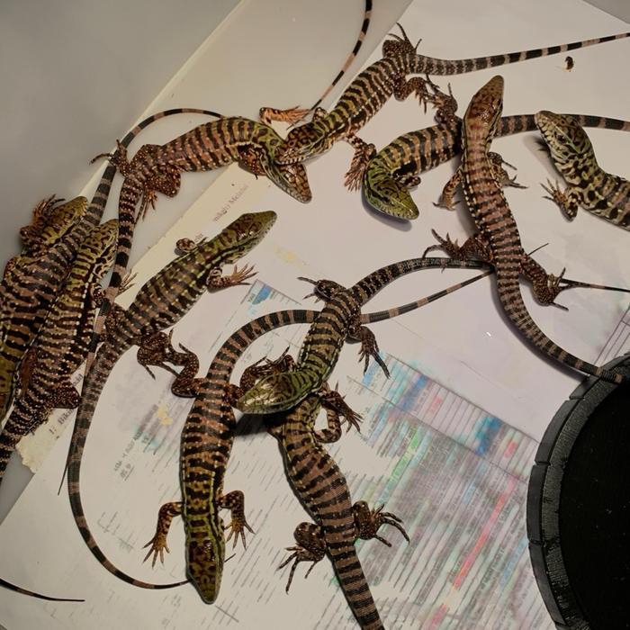 READY GE Tegu hybrid red62,5% chaco37,5% cikal bakal pedess