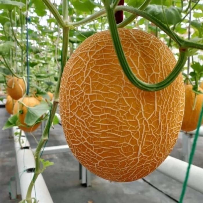 uikb 100 Benih Bibit Biji Melon Import Golden Sweet Lavender F1, Premium Hibrida Seeds