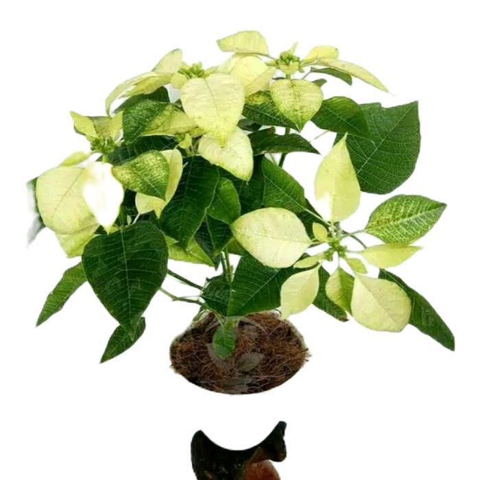 tanaman kastuba putih - tanamanhias kastuba putih - kastuba putih