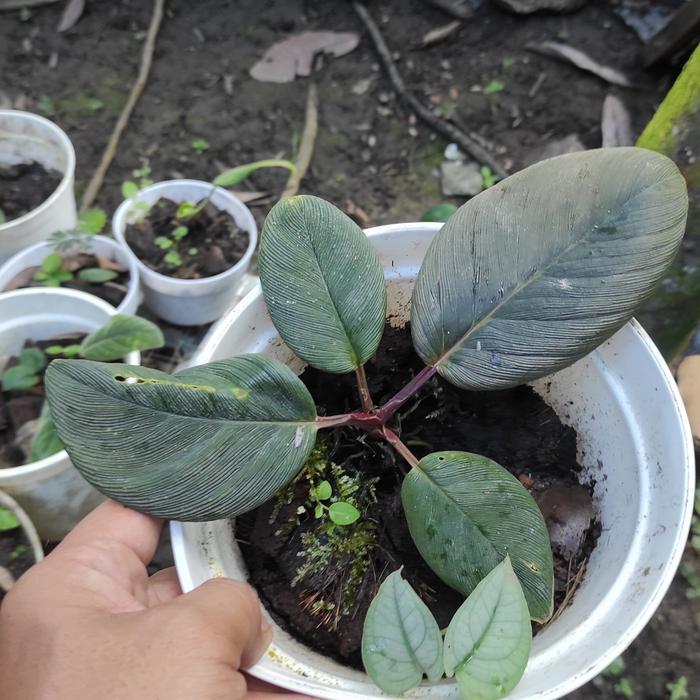 Homalomena Sp Daun Tebal Merah