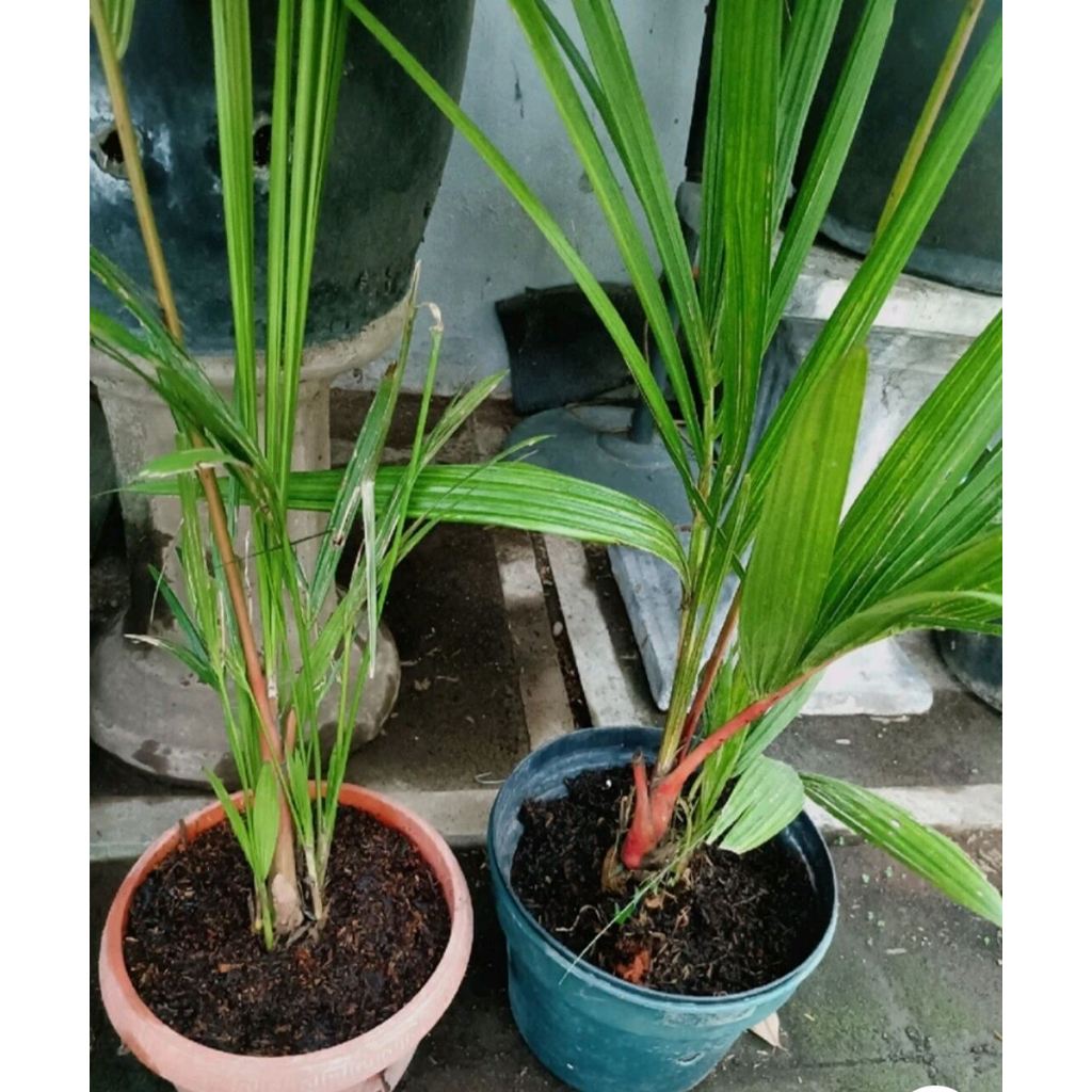 TANAMAN HIAS PALEM MERAH ASLI/PINANG MERAH MURAH