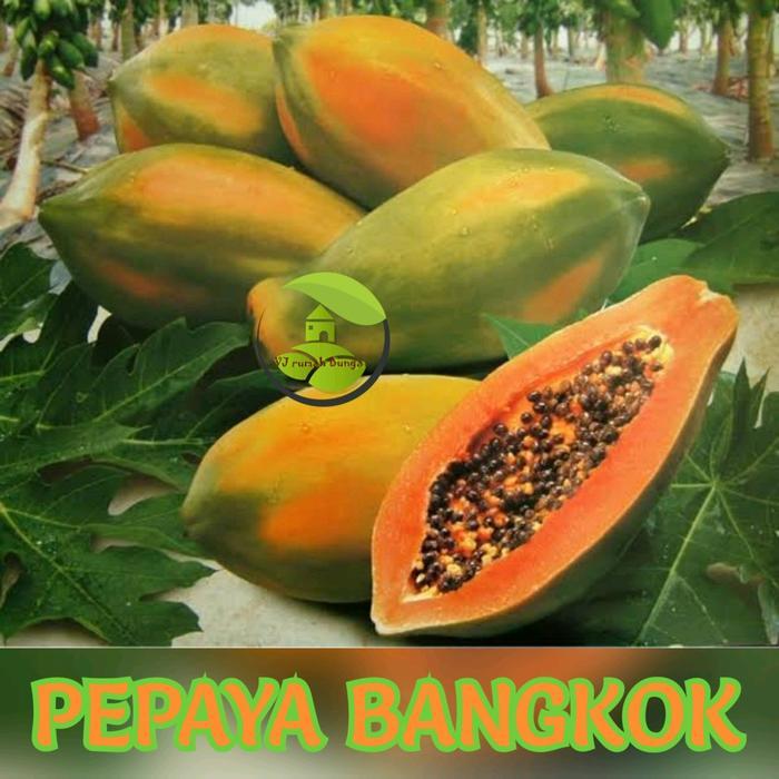 benih buah pepaya bangkok unggul