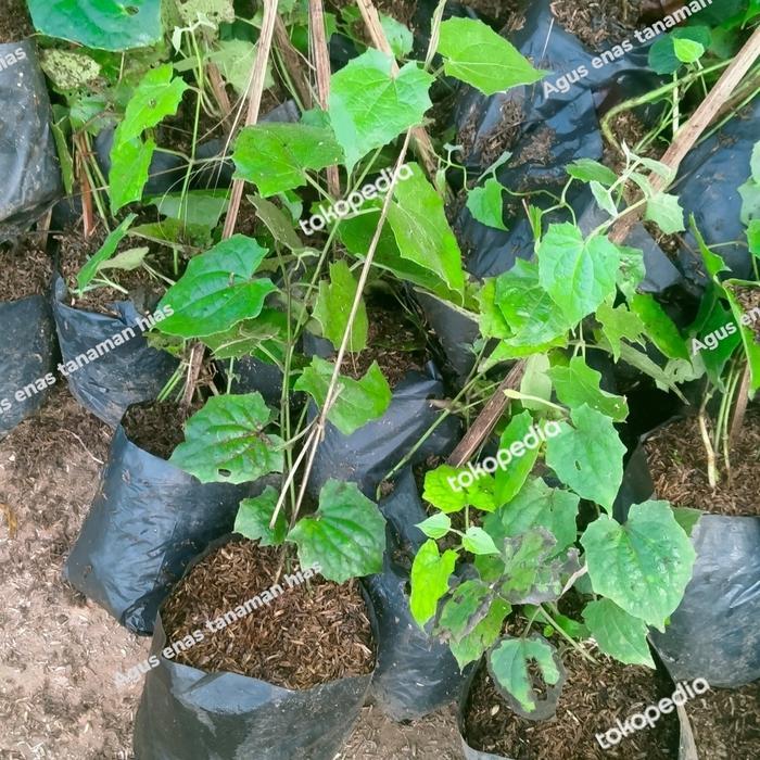 Terbaru Tanaman Rambat Bunga Tumbergia Bunga Putih Thunbergia Merambat