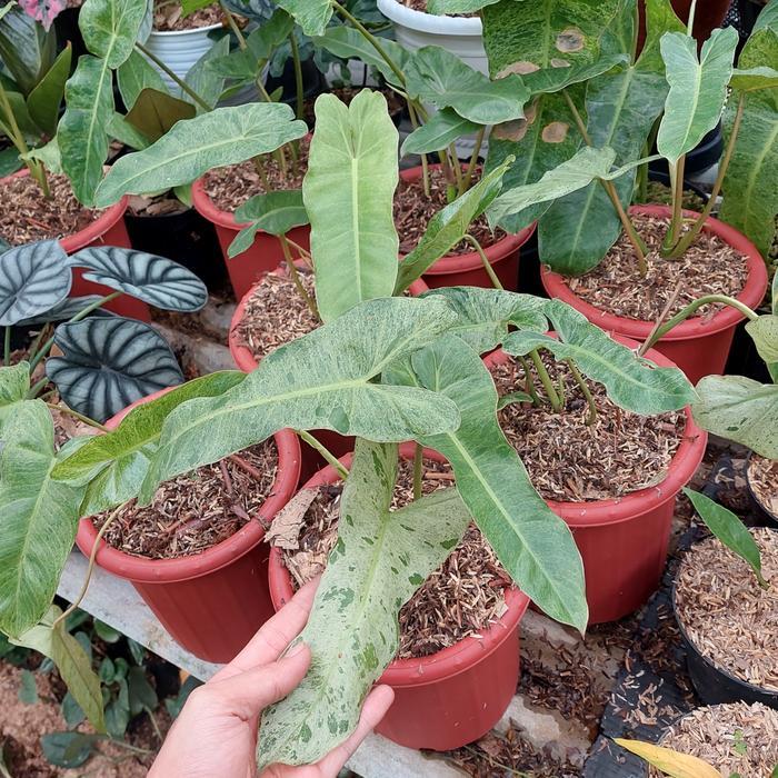 Banana Sport Tanaman Hias Philodendron Paraiso Verde - Philodendron Verde