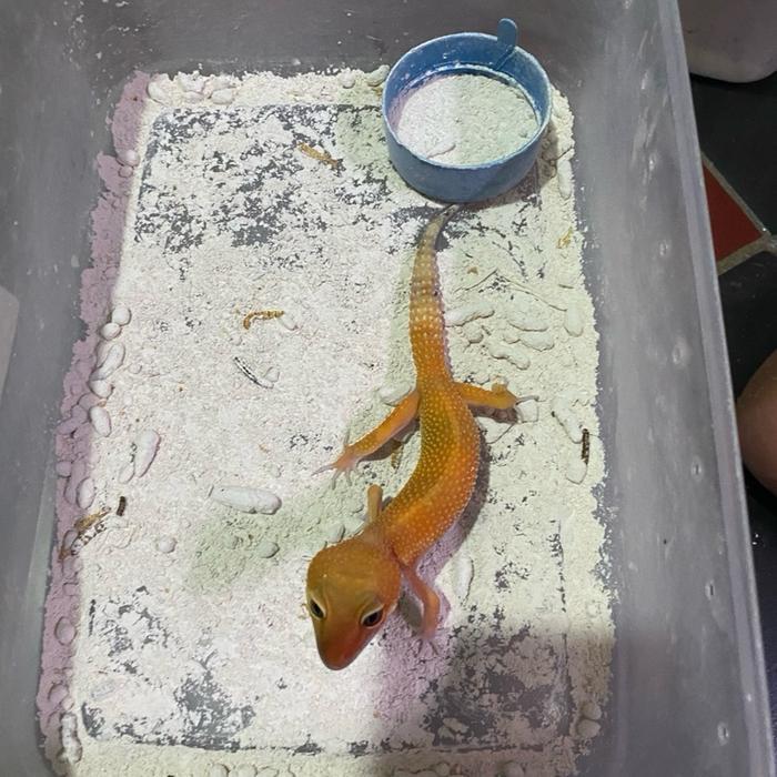 Viva - Leopard Gecko Morph Random Bagus