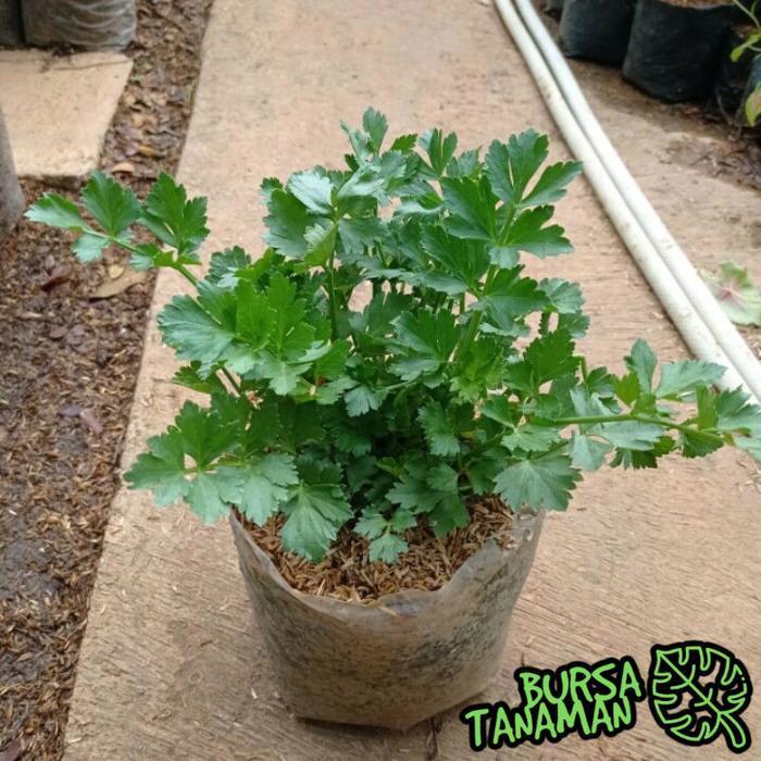 Tanaman Seledri,Tanaman Sayur seledri