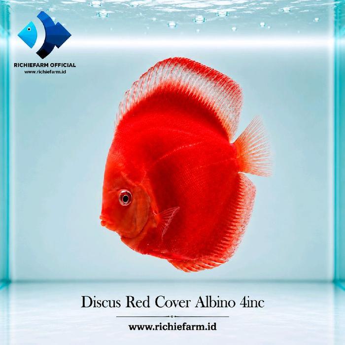 Paket 4 Ekor Ikan Discus 4Inc