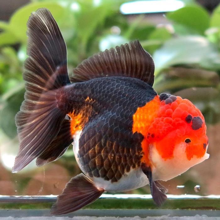 Ikan Mas Koki Oranda, Jambul Tricolor Panda Jumbobesar Grade A Terbaru 
