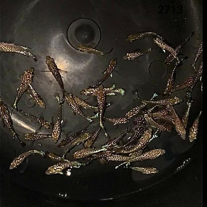 Ikan Louhan Kamfa Black Red Spesial Grade Aa Terbaru 