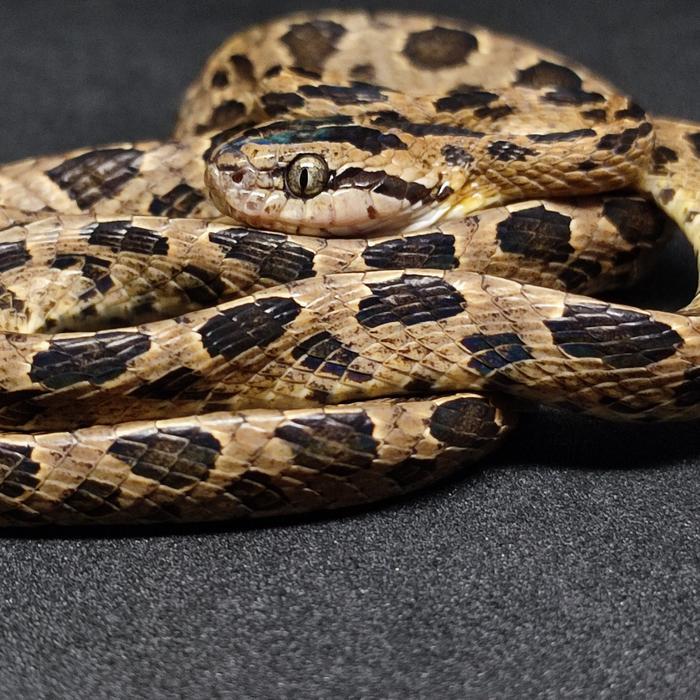 Ready ular tutul / boiga multomaculata