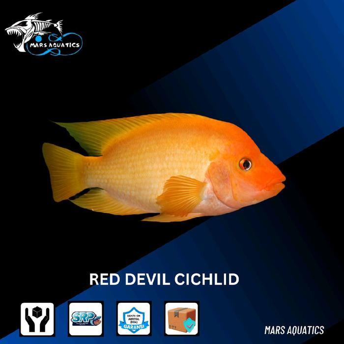 Ready Hiasan Aquarium Ikan Red Devil Tankmate Cichlid Ikan Predator Perlengk