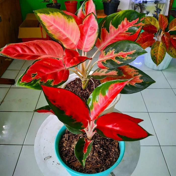 Promo Aglonema Red kocin/ tanaman ukuran remaja