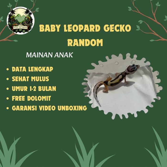 REDAY Terlaris Baby & Adult Leopard Gecko Random All Morph Grade A+ Promo Murah