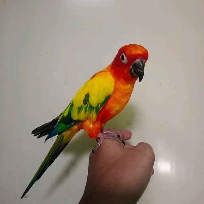 Sun Conure Jinak Skill FTM BOOMERANG