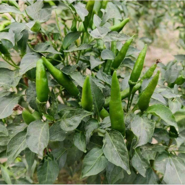 Moms_Syafa ( 10 Gram ) Benih Cabe Rawit Acung Caplak Rawit Tegak Rawit Hijau Acung Tegak