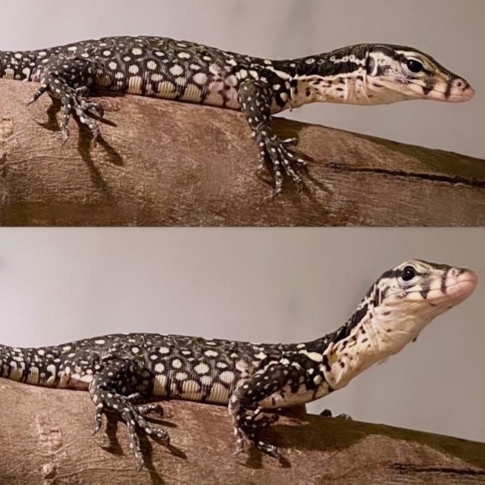 Ready Stock Varanus Sumbawa High White / Keputihan Blushing Putih No varanus Celebensis salvator