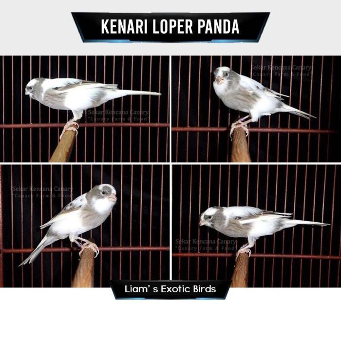 Ready Burung Kenari Panda Gacoran ber Lokal Super