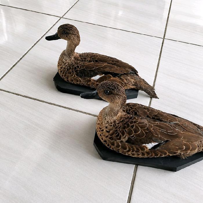 READY Jontrot Belibis Batu / Piolo / Alat Pikat / Decoy