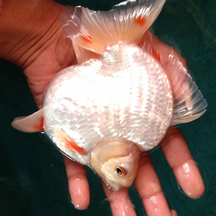 Ikan Mas Koki Ryukin Jumbo Terbaru 
