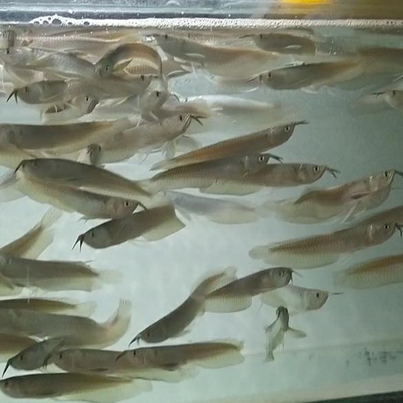Arwana Silver 8-10Cm Terbaru 