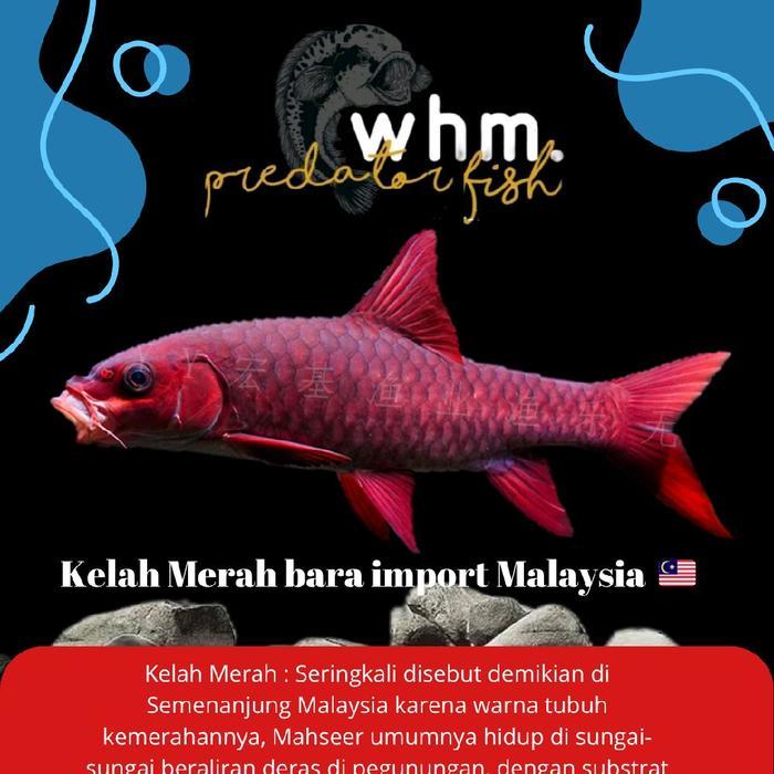 SALE Masheer Kelah Merah bara import malaysia 9-12 cm READY