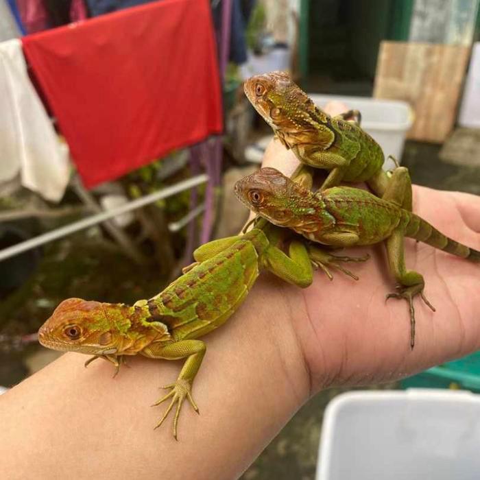 Ready SJ Reptil - red iguana baby - baby super red iguana - iguana red