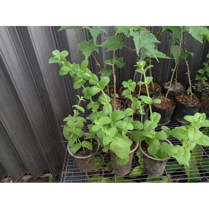 Bibit Mint Daun Mint / Tanaman Daun Mint