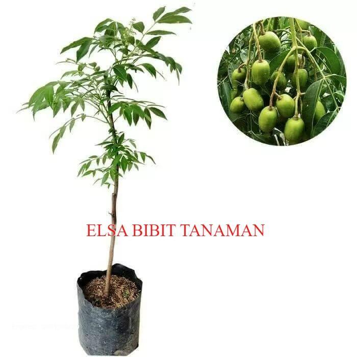 BIBIT BUAH KEDONDONG/DONDONG ( CEPAT BERBUAH )