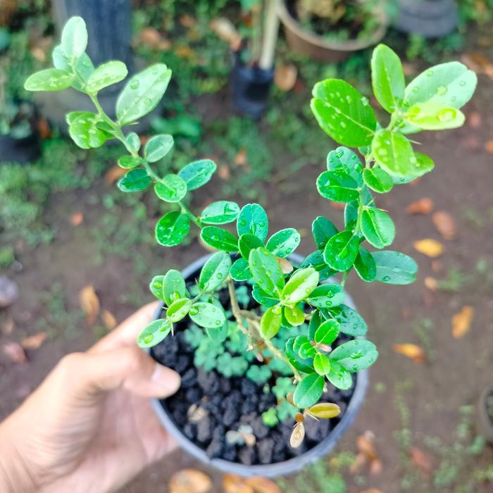 Tanaman hias Bahan bonsai Jeruk kingkit Hitam dr biji seger bagus
