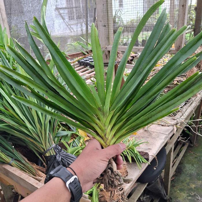 5 Rhycontailis Retusa Dewasa Siap Bunga