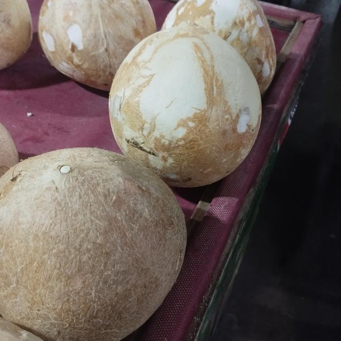 0y2l- Kelapa Parut 1 Kelapa Sedang