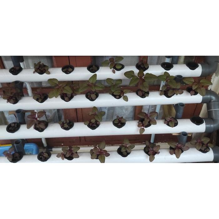 Paket Instalasi Kit Hidroponik 72 Hole NFT