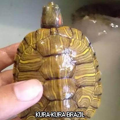 REDAY Terlaris Kura Kura Brazil Hijau Size Sedang 8-10cm Promo Murah