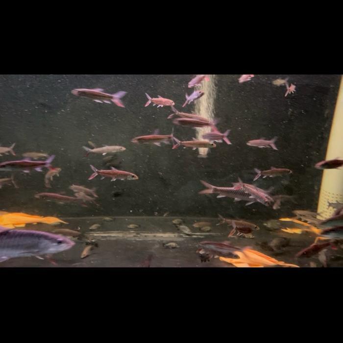 REDAY Terlaris Ikan Vittatus Tigerfish Rare Promo Murah