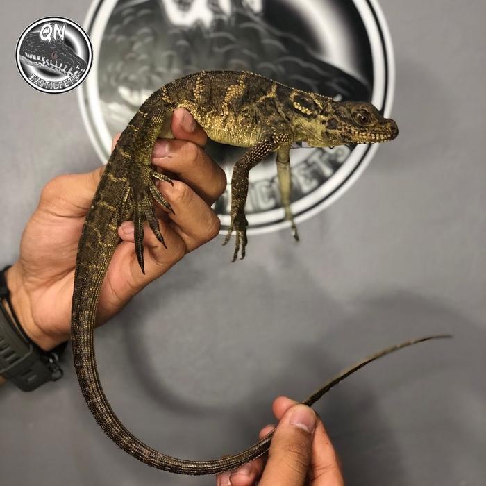 REDAY Terlaris sailfin dragon/ soa layar/ hydrosaurus micro babyup Promo Murah