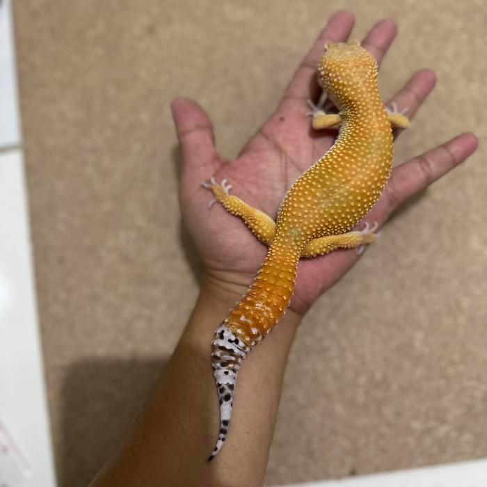 REDAY Terlaris Leopard gecko shtctb super giant female proven breed Promo Murah