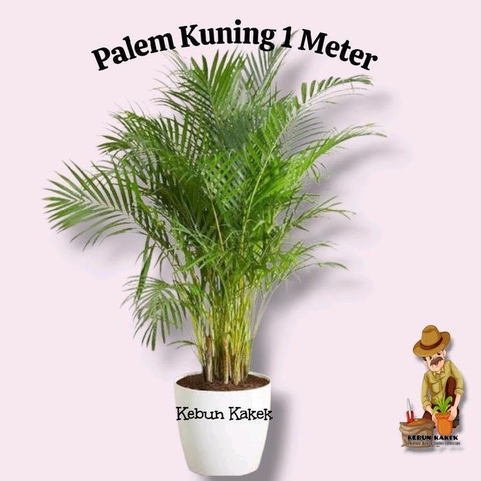 Palem Kuning 1 Meter / Tanaman Hias Palem Kuning / Tanaman Indoor Palem Kuning