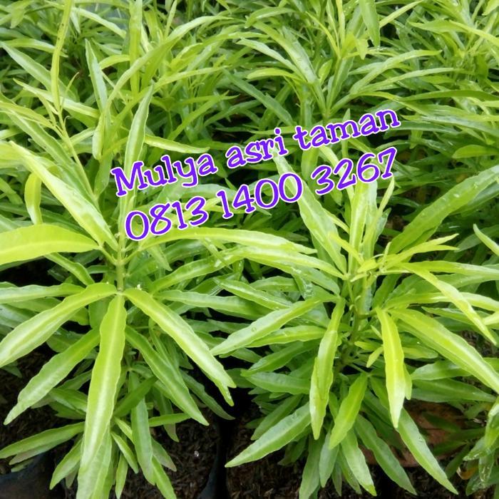 Terbaru Pohon/Tanaman Zodia /Bibit Pohon Zodia /Tanaman Anti Nyamuk Zodia