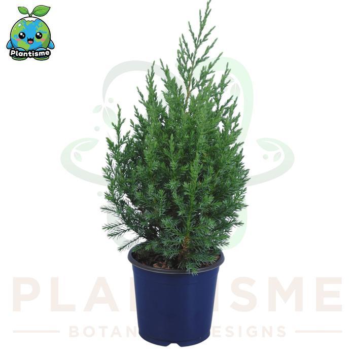 Terbaru Tanaman Hias Juniperus Communis Hibernica Cemara Embun Bakalan Bonsai