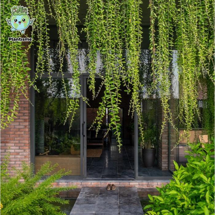 NEW Tanaman Menjuntai Curtain Creeper Vernonia Elliptica Lee Kwan Yew Lekwanyu Gantung Tembok,
