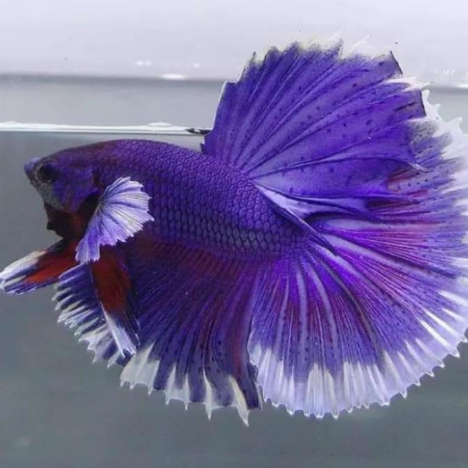 Ready Ikan Cupang Halfmoon Dumbo Ear