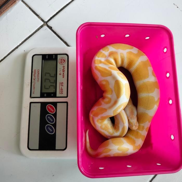 Spesial Promo ball python albino / hiasan aqurium