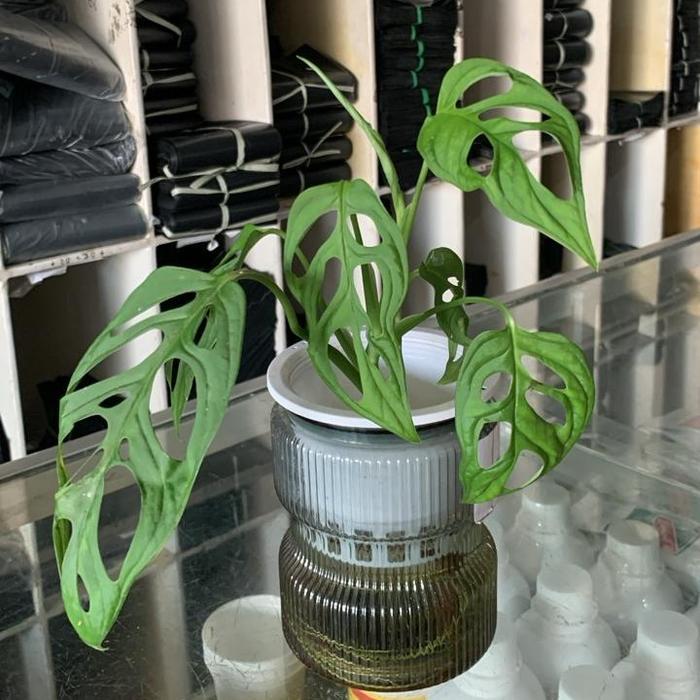 Grosir Aneka Pot - Pot Kian Self Watering Hidroponik Bening